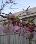 20050316 cherry blossoms.JPG